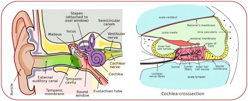 Human Ear and Cochlea sm